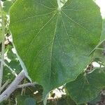 Abutilon exstipulare Leaf