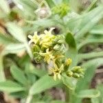 Euploca campestris Flower