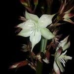 Yucca flaccida Flor