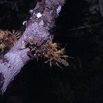 Zygia racemosa 花
