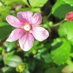 Rubus arcticus 花