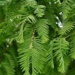 Metasequoia glyptostroboides ഇല