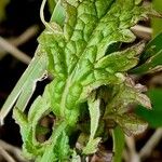 Verbena officinalis Likasa