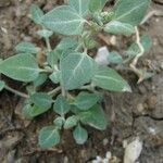 Chenopodium vulvaria Leaf