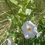 Thunbergia natalensis Λουλούδι
