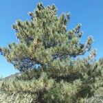 Pinus coulteri Облик