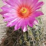 Thelocactus bicolor