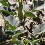 Datura wrightii Ліст