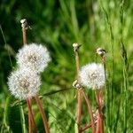Taraxacum rubicundum Mbuma