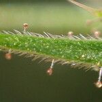 Galeopsis ladanum Corteccia