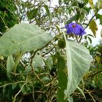 Solanum wrightii Flower