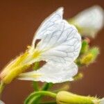 Raphanus raphanistrum Flower
