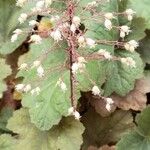 Heuchera micrantha Blüte