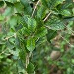 Aloysia gratissima Leaf