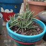 Cylindrophyllum tugwelliae Leaf