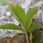 Potentilla caulescens Blad