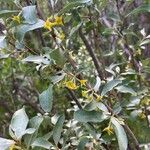 Elaeagnus commutata Flower