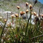 Juncus triglumis Habitus