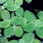 Pistia stratiotes 葉