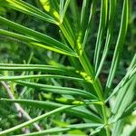 Polygonatum verticillatum 葉