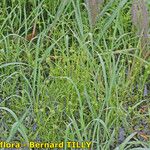 Carex bohemica Plante entière