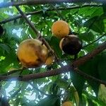 Diospyros maritima Fruit