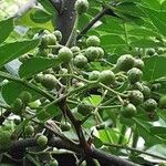 Zanthoxylum piperitum Fruit