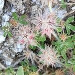 Trifolium stellatum फल