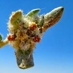 Helichrysum candolleanum