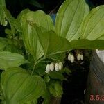 Polygonatum latifolium 花