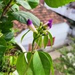 Mansoa alliacea Blüte