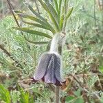 Anemone pratensis Blomst