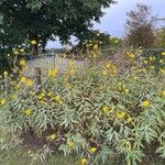 Helianthus × laetiflorus Leaf