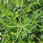 Achillea ptarmicaЛист