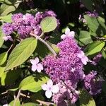 Hydrangea aspera Flower