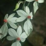 Aerangis luteoalba Flower