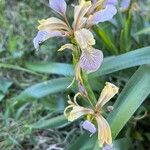 Iris foetidissimaLorea