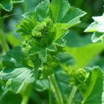 Alchemilla subcrenata Feuille