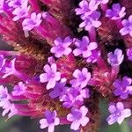 Verbena brasiliensis പുഷ്പം