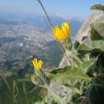 Hieracium pilosum Habitus