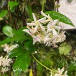 Trachelospermum jasminoides Floare