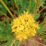 Hypericum hirsutum 花