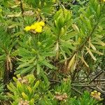 Allagopappus canariensis Kvet