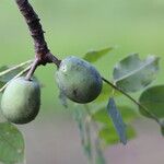 Sclerocarya birrea Плод
