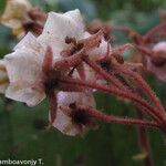 Dombeya befotakensis Flor
