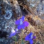 Delphinium consolidaFloare