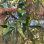 Lithraea molleoides Hoja