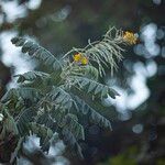 Sophora tomentosa List