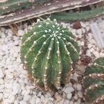 Trichocereus macrogonus Leaf