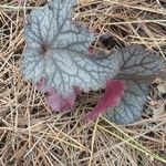 Heuchera americana 葉